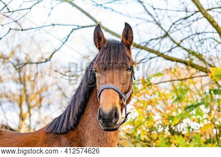 A Head Of A Brown Kwpn Stallion, Dutch Warmblood Horse, 2 Years Old. Outside Against A Green And Yel