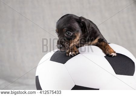 Jack Russell Terrier Puppy Lies On A Soft White With Black Toy Ball, 5 Weeks Old Brindle Dog. In Fro