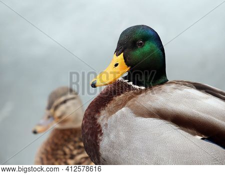 A Couple Of Beautiful сolourful Mallards Or Wild Ducks On A Cloudy Autumn Day  Against Environment B