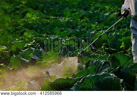 Gardener Hand In A Protective Suit Spray Fertilizer On Huge Cabbage Vegetable Plant