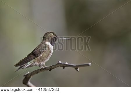 A Male Black-chinned Hummingbird, Archilochus Alexandri, On Perch