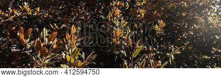 Magnolia Ltree With Green, Glossy Leaves, Banner.