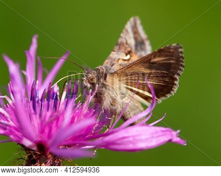 brown moth on beautiful purple blooming flower with green background (Autographa gamma)