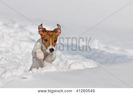 Jack russel saltando sobre la nieve