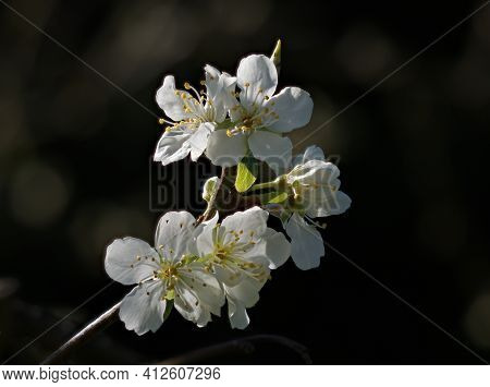 White Victoria Plum Blossom Against Dark Background.