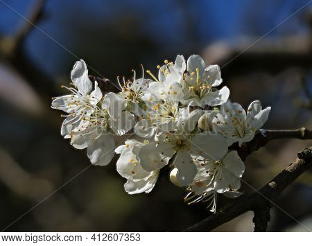 White Plum Tree Blossom In March Sunshine.