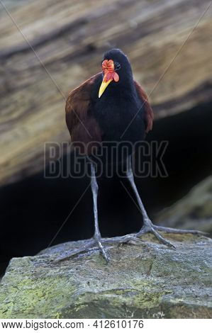 View Of A Relaxed Wattled Jacana, Jacana Jacana