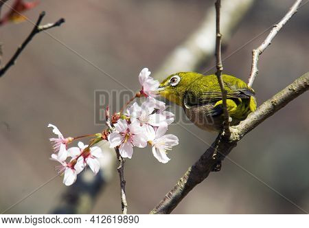 Warbling White-eye (zosterops Japonicus)  Bird   Eating Cherry Blossoms- Kyoto Park Nex To Famous Ry