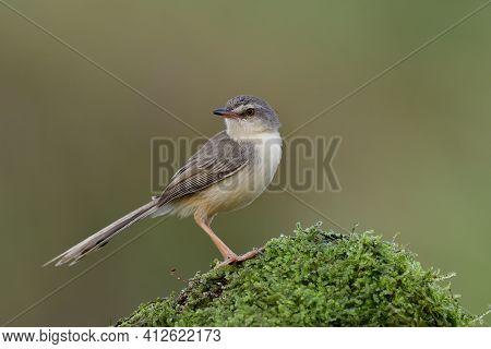Animal Expose To Soft Background While Standing Over Fresh Green Moss Spot, Plain Prinia