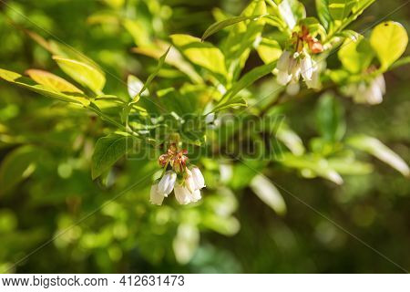 Northern Highbush Blueberry Flowering Bush (vaccinium Corymbosum)