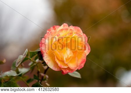 Live Yellow Pink Rose, Rosaceae Rosoideae Rosa, Flower Blossom On A Plant With Green Leaves In Garde