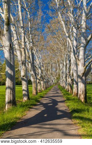 Plane alley in the castle park in Straznice, Southern Moravia, Czech Republic