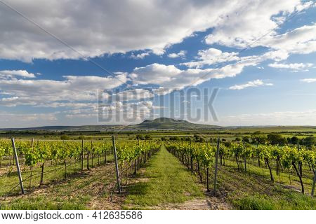 Spring vineyards under Palava near Sonberk, South Moravia, Czech Republic