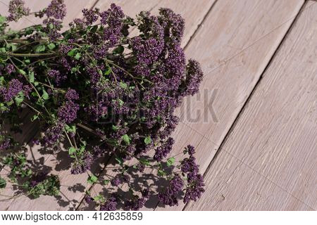 Fresh Flowering Branch Of Oregano Or Majoram Plants On Sunlit Wooden Table. Dehydrating Herbs For Ma