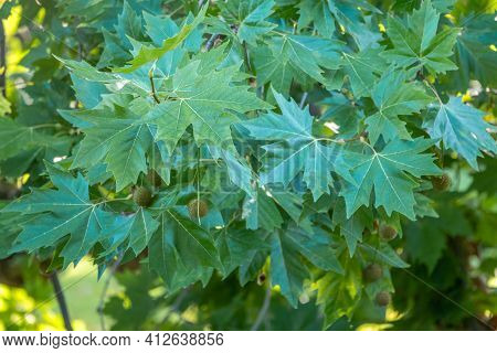 Green Leaves And Young Futis Of Pltatanus Oreintalis Tree In Sunset Light. Platanus Orientalis, The 