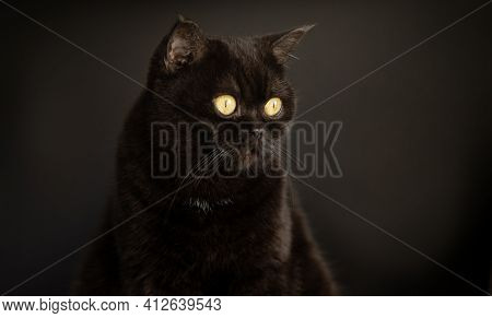 Portrait Of A Black Cat Close Up On The Black Background Whith Copy Space. Scottish Short Hair Cat. 