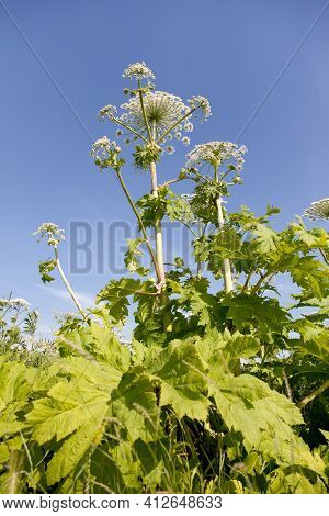 Giant Hogweed In Sunlight In Summer. A Large Hogweed Plant With A White Inflorescence.