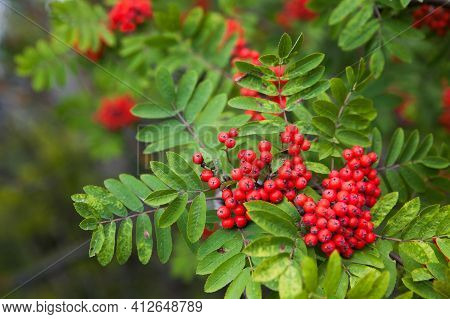 Rowan Berries On Rowan Tree. Sorbus Aucuparia. Bunches Of Rowan
