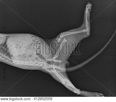 Dog X Ray Distal Femoral Fracture. Puppy Radiograph