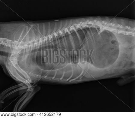 Dog X Ray. Diaphragmatic Hernia In Dog. Stomach Herniated In The Thorax. Lateral View