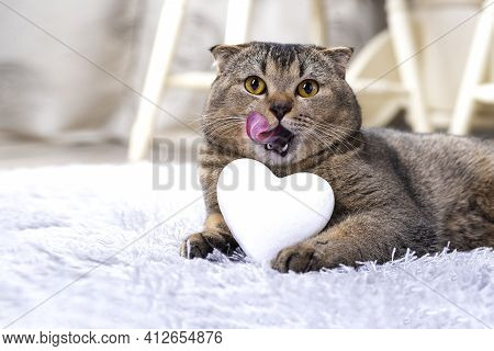 A Brown Scottish Fold Cat With A White Heart Between Its Paws On The Carpet Licks Its Lips With Its