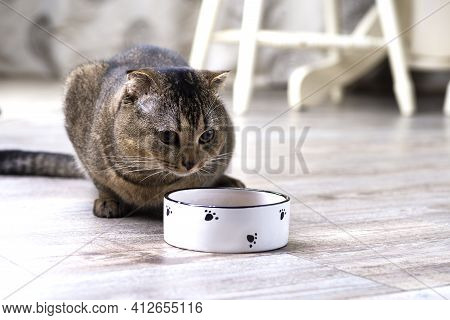 Brown Scottish Fold Cat Eating Food From A Bowl On A Wooden Floor