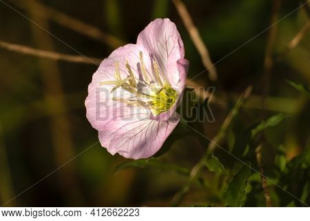Beautiful Bloom Of A Pinkladies (oenothera Speciosa) Plant. Raleigh, North Carolina.