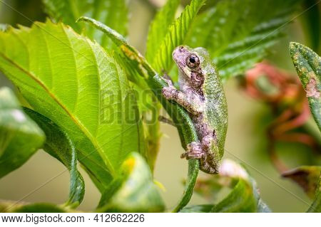 A Young Cope's Gray Tree Frog (hyla Chrysoscelis) Perches On A Leaf. Raleigh, North Carolina.