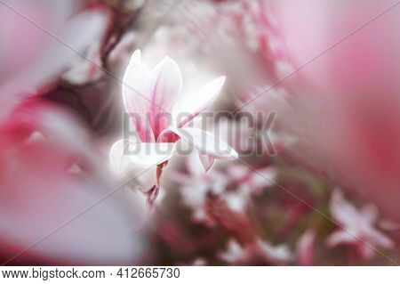 Magnolia Flower Blossom Flowering In Spring Beautiful
