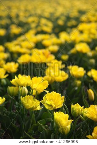 Kuuluisa hollantilainen polttimo kentät miljoonia tulppaanit Hollannissa