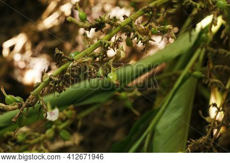 Cardamon Or Cardamum- A Spice Made From The Seeds Of Several Plants In The Genera Elettaria And Amom