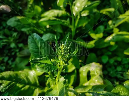 Spinach (spinacia Oleracea) Is A Leafy Green Flowering Plant Native To Central And Western Asia. It 