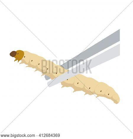 Food Insects: Bamboo Worm Or Bamboo Caterpillar Insect Deep-fried Crispy  For Eating As Food Items O