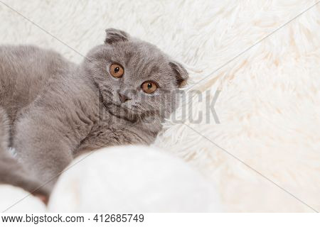 A Lop-eared Scottish Cat Plays With Balls Of Yarn. An Animal On A White Background. Fun For Pets