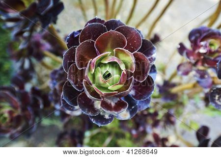 blomma