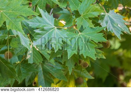 Green Leaves And Young Futis Of Pltatanus Oreintalis Tree In Sunset Light. Platanus Orientalis, The 