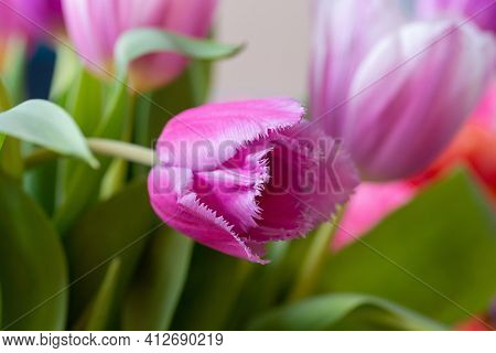 Purple Tulip Cultivar With Many Petals Macro Photography On A Pink Background Of Other Tulips. For C