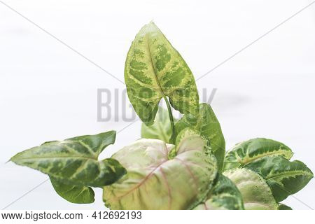 House Plant Aglaonema Top View White Wood Background., Green And Pink Leafy Plants Called Aglaonema,