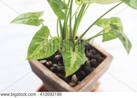 House Plant Aglaonema Top View White Wood Background., Green And Pink Leafy Plants Called Aglaonema,