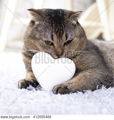Brown Scottish Fold Cat With White Heart Between Paws On The Carpet. Heart As A Symbol Of The Search