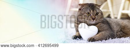 Brown Scottish Fold Cat With White Heart Between Paws On The Carpet. Heart As A Symbol Of The Search