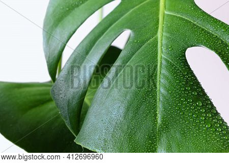 A Beautiful Large Leaf Of The Monstera Plant With Water Droplets. Monstera House Plant Close-up. Sel