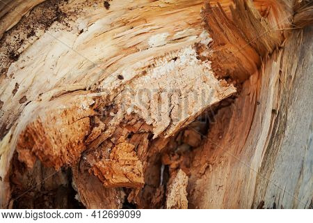 Rotten Wood Texture. Rotten Tree Close-up And Its Rotten Fragments.