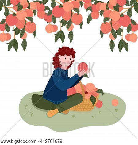 Woman Pick Fruits In Basket. Gardener Pluck Peach In Garden. Girl Sit Under Peach Tree. Organic Loca