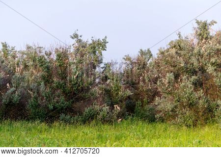 Loch Silvery Grove. Silverberry Or Elaeagnus Commutata Bushes.