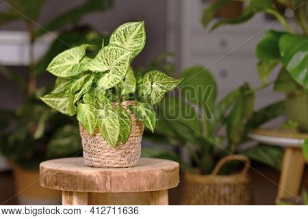 Tropical Houseplant With Botanic Name Syngonium Podophyllum Arrow In Basket Pot Indoors On Wooden Co