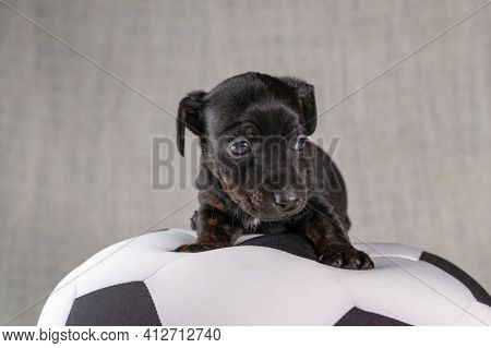 Jack Russell Terrier Puppy Lies On A Soft White With Black Toy Ball, 5 Weeks Old Brindle Dog. In Fro