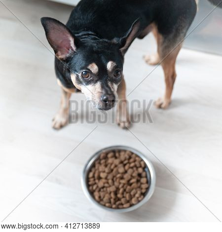 Cute Dog Is Standing In Front Of A Bowl Of Food And Looks Up Piteously. The Dog Wants Natural Food