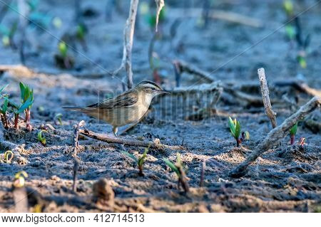 Close Up Of Sedge Warbler Or Acrocephalus Schoenobaenus In The Swamp