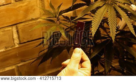Showing A Capsule In A Lilac Package Containing Marijuana Seed Against The Background Of A Growing P